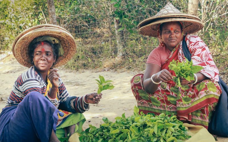 How CSR Drives Sustainable Agriculture & Youth Employment in Zimbabwe